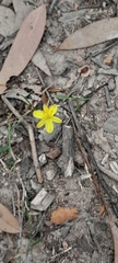 Tricoryne elatior