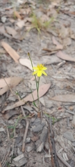 Tricoryne elatior