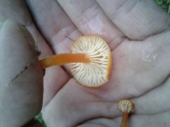 Hygrocybe insipida