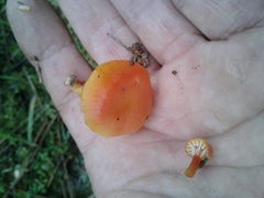 Hygrocybe insipida