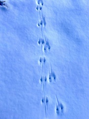 Peromyscus sonoriensis