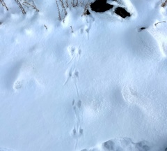 Peromyscus sonoriensis