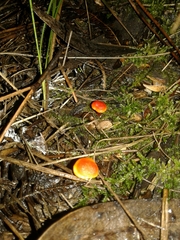 Hygrocybe insipida