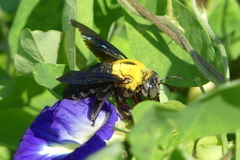 Xylocopa minor