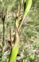 Orthoceras strictum