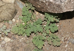 Ambrosia confertiflora