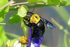 Xylocopa minor