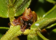 Multareoides bifurcatus