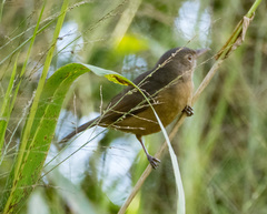 Colluricincla rufogaster rufogaster