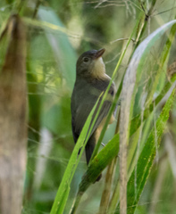 Colluricincla rufogaster rufogaster