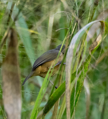 Colluricincla rufogaster rufogaster