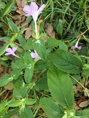 Ruellia caroliniensis