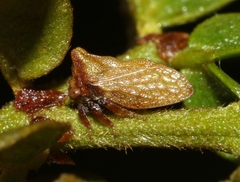 Multareoides bifurcatus
