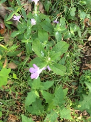 Ruellia caroliniensis