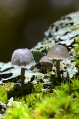 Mycena meliigena
