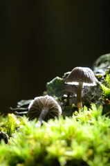 Mycena meliigena