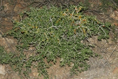 Schaefferia cuneifolia