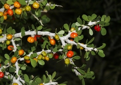 Schaefferia cuneifolia