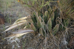Stapelia grandiflora