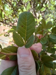 Searsia pyroides