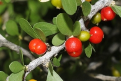 Schaefferia cuneifolia