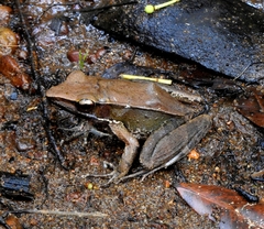 Indosylvirana