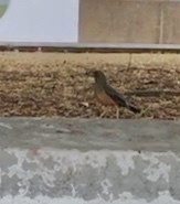 Turdus olivaceus