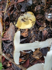 Gemmatae