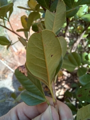 Searsia pyroides