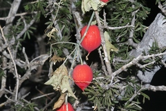 Ibervillea tenuisecta