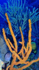 Ptilocaulis walpersii