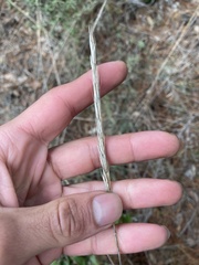 Elymus glaucus