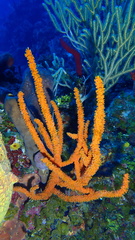 Ptilocaulis walpersii