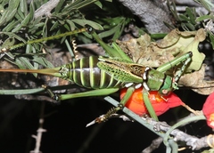 Neobarrettia spinosa
