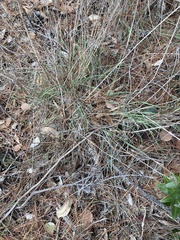 Elymus glaucus