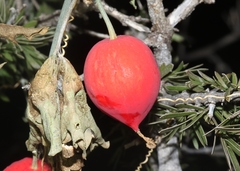 Ibervillea tenuisecta