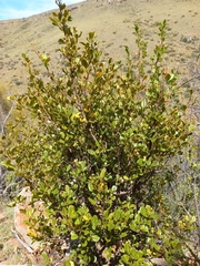 Searsia pyroides