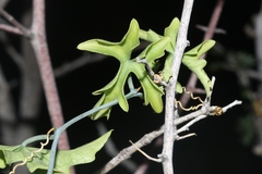 Ibervillea tenuisecta