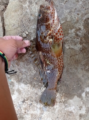 Epinephelus adscensionis