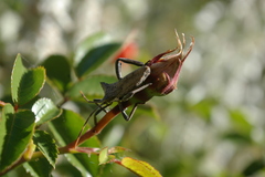 Elasmopoda