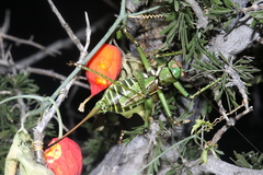 Neobarrettia spinosa