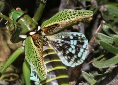 Neobarrettia spinosa