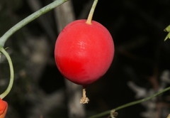 Ibervillea tenuisecta