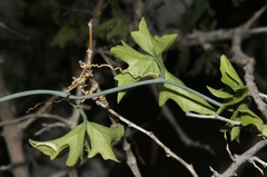 Ibervillea tenuisecta