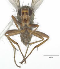 Heleomyzinae