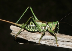 Neobarrettia spinosa