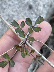 Clematis pauciflora