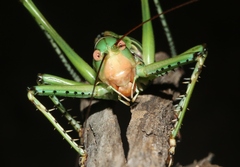 Neobarrettia spinosa