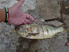 Conodon nobilis