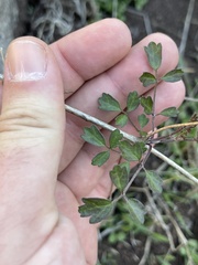 Clematis pauciflora